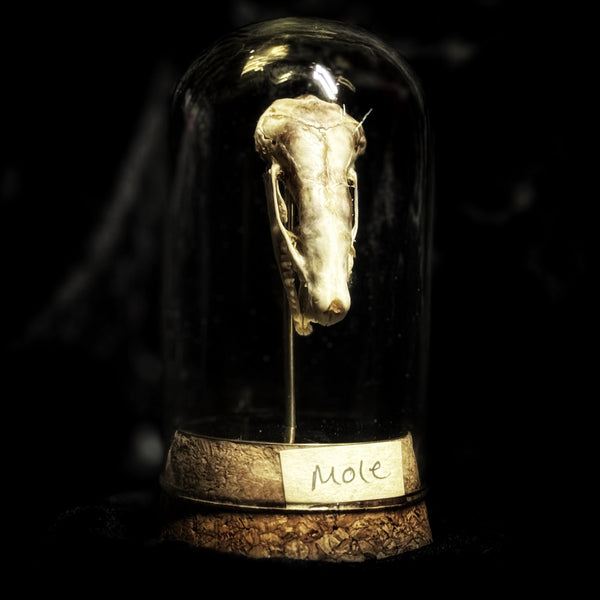 “Mole skull” in a glass dome