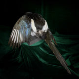 Taxidermy Magpie