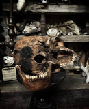 Human skull with mandible