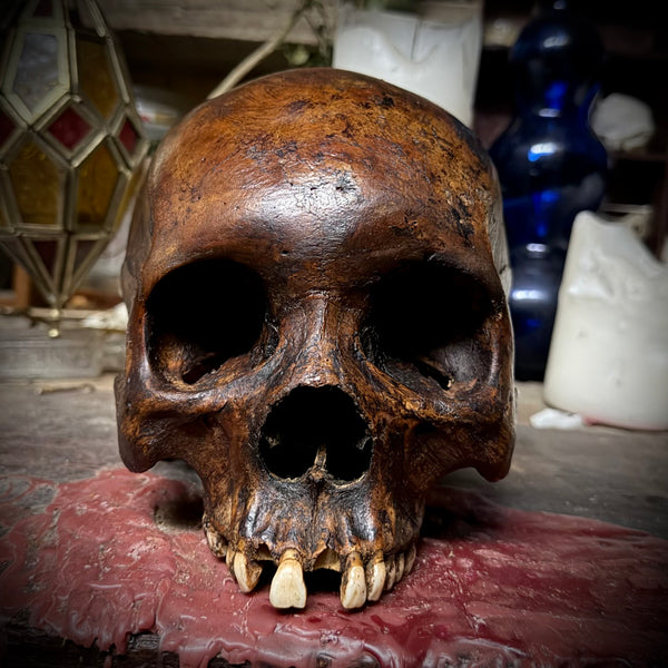 Human skull
