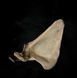 Human scapula (shoulder blade)