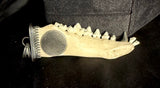 Item 13. Fox mandible pendant