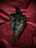 Taxidermy crow