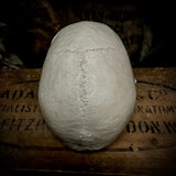 Medically prepared human skull