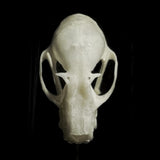 “Bat Skull” in a glass dome