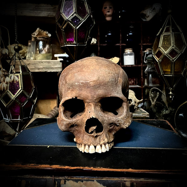 Human skull