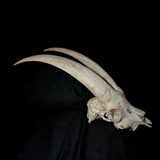 Item 1. Goat skull