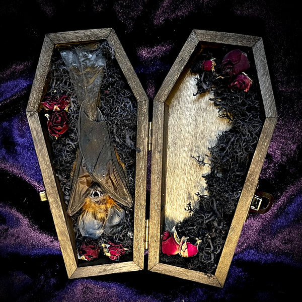 Taxidermy Fruit Bat - Mini Curio Coffin