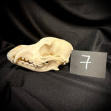 Item 7. Dog skull