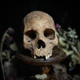 A human skull