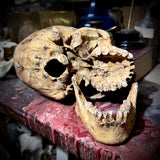 Human skull with mandible