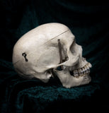 Medically prepared human skull