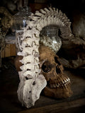 Articulated human spine