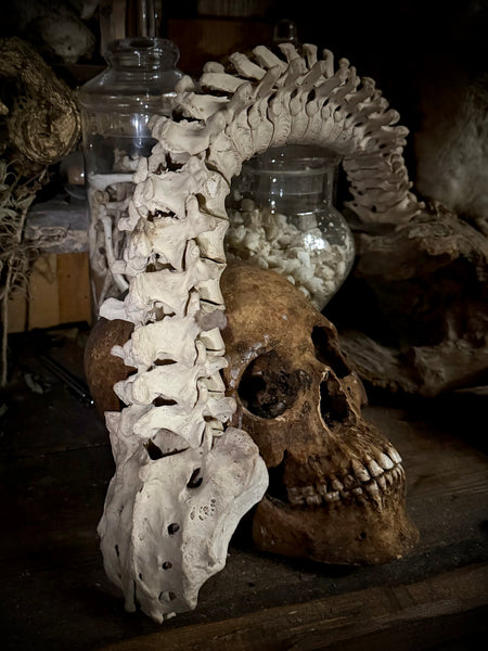 Articulated human spine