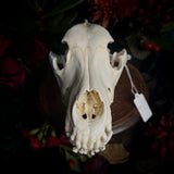 Dog Skull - A Female “Slovak Cuvac”