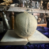 Medically prepared human skull
