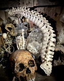 Articulated human spine