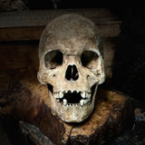 Large human skull with mandible