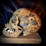 Item 20. Human skull with mandible