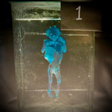 Item 1. Diaphonized human fetus
