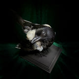 Taxidermy Magpie