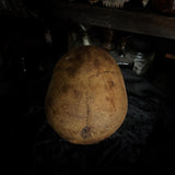 Human skull