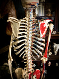 Medical skeleton