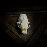 Mink Skull