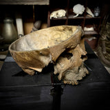 Human medical skull