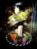 Taxidermy Eurasian Siskin