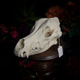 Dog Skull - A Male “Alaskan Malamute”