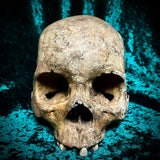 Human skull *COMPETITION*