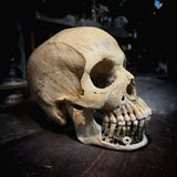 Human skull