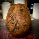 Human skull with mandible