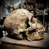 Human skull with mandible