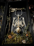 Small Fruit Bat Skeleton - Curio Box