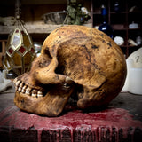 Human skull with mandible