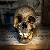 Human skull with mandible