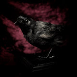 Taxidermy “Jackdaw”