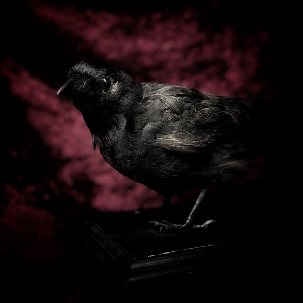 Taxidermy “Jackdaw”