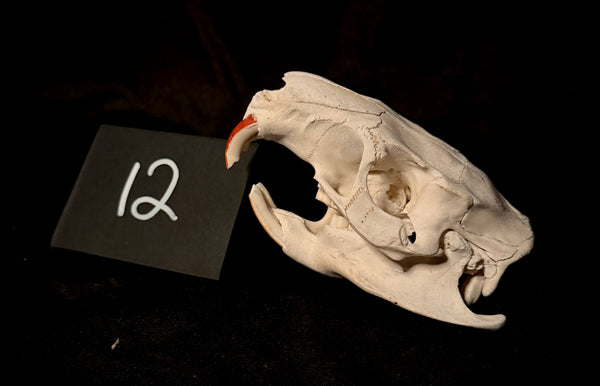 Item 12. Coypu skull