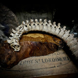 Articulated human spine