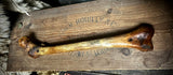 Human femur bone
