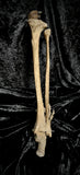 Articulated lower leg with foot