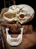 Medically prepared human skull