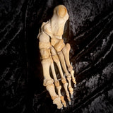 Articulated right foot