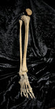 Articulated lower leg with foot