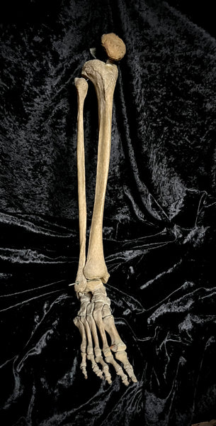 Articulated lower leg with foot