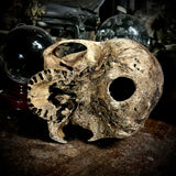 Human skull