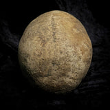 Human skull